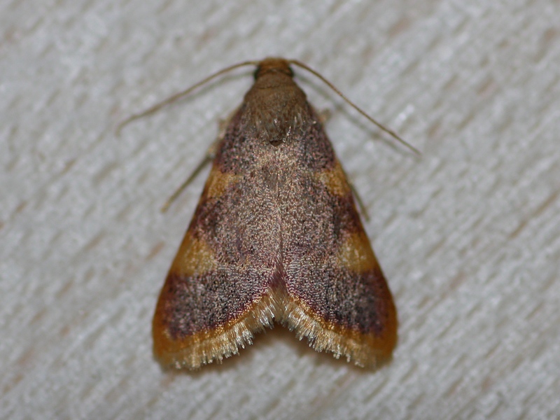 Piccola falena da ID - Hypsopygia costalis, Pyralidae